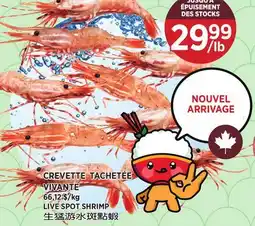 Kim Phat LIVE SPOT SHRIMP offer