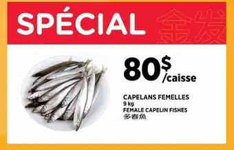 Kim Phat FEMALE CAPELIN FISHES offer