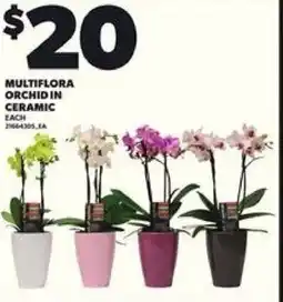 Loblaws Multiflora orchidin ceramic offer