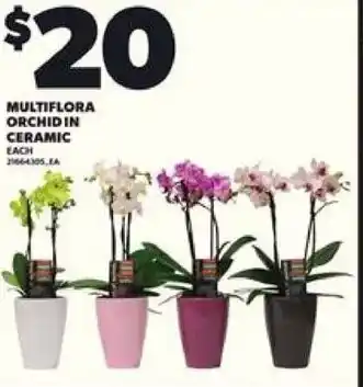 Loblaws Multiflora orchidin ceramic offer
