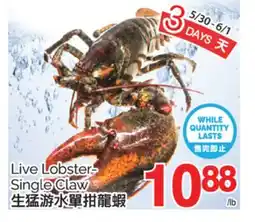 T&T Supermarket LIVE LOBSTER SINGLE CLAW offer