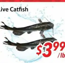 Bestco Food Mart Live catfish offer