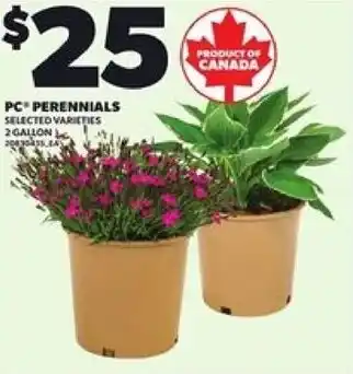Loblaws PC perennials offer