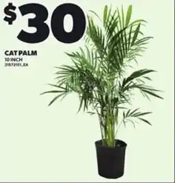 Loblaws Cat palm offer