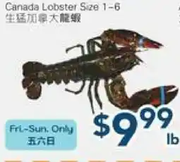 Oceans Fresh Food Market Canada Lobster Size 1-6 offer