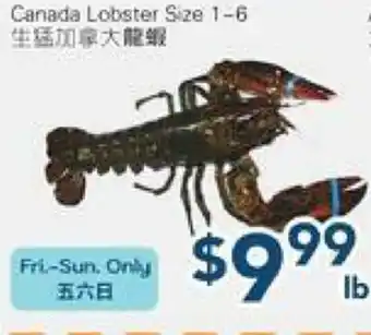 Oceans Fresh Food Market Canada Lobster Size 1-6 offer