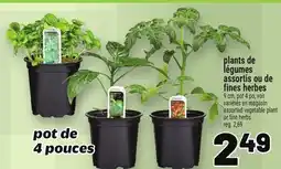 Metro PLANTS DE LÉGUMES ASSORTIS OU DE FINES HERBES | ASSORTED VEGETABLE PLANT OR FINE HERBS offer