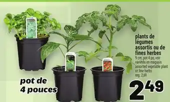 Metro PLANTS DE LÉGUMES ASSORTIS OU DE FINES HERBES | ASSORTED VEGETABLE PLANT OR FINE HERBS offer
