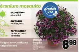 Metro GÉRANIUM MOSQUITO | MOSQUITO GERANIUM offer