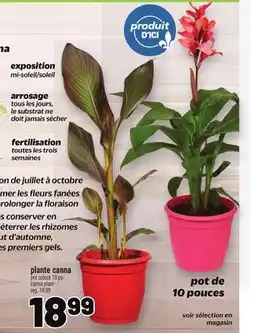 Metro PLANTE CANNA | CANNA PLANT offer