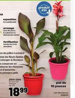Metro PLANTE CANNA | CANNA PLANT offer