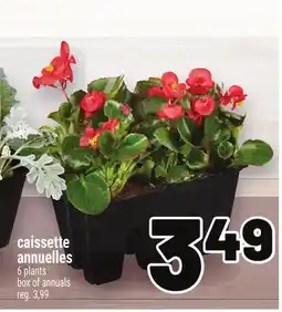 Metro CAISSETTE ANNUELLES | BOX OF ANNUALS offer