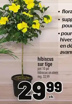 Metro HIBISCUS SUR TIGE | HIBISCUS ON STEM offer