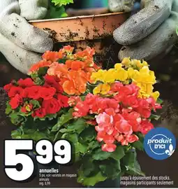 Metro ANNUELLES | ANNUALS offer