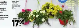 Metro COLORED HANGING FLOWER BASKET offer