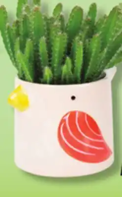 IGA PLANTS IN BIRD OR MOAI OR GREEN PLANT POT offer