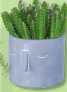 IGA PLANTS IN MOAI offer