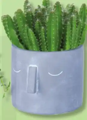 IGA PLANTS IN MOAI offer