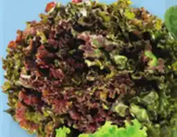 IGA RED LEAF LETTUCE offer