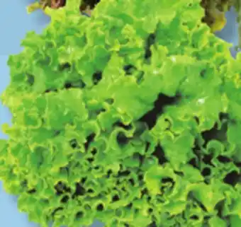 IGA GREEN LEAF LETTUCE offer