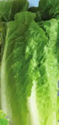 IGA ROMAINE LETTUCE offer