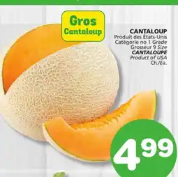Marches Tradition CANTALOUPE offer