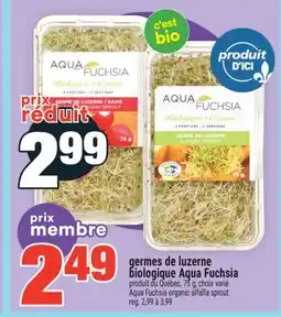 Super C Germes de luzerne biologique Aqua Fuchsia | Aqua Fuchsia organic alfalfa sprout offer