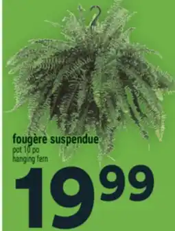 Super C FOUGÈRE SUSPENDUE | HANGING FERN offer