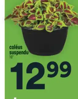 Super C COLÉUS SUSPENDU offer