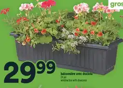 Super C BALCONNIÈRE AVEC DRACÉNA | WINDOW BOX WITH DRAECENA offer
