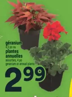 Super C géranium | geranium offer