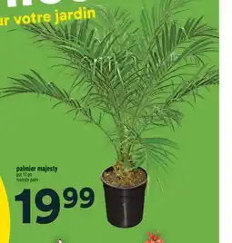 Super C palmier majesty | majesty palm offer