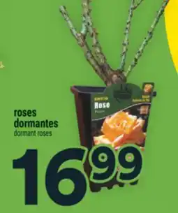 Super C ROSES DORMANTES | DORMANT ROSES offer