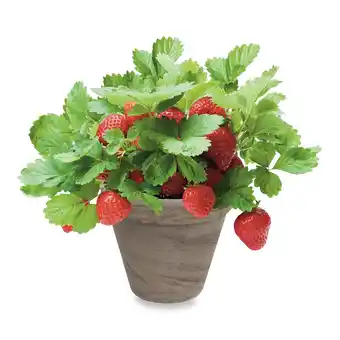 Giant Tiger Total Green Strawberry Grow Kit offer