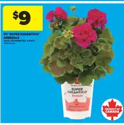 Real Canadian Superstore PC SUPER GIGANTICO ANNUALS,6 INCH offer
