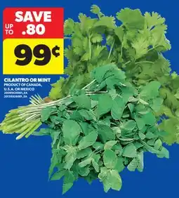 Real Canadian Superstore CILANTRO OR MINT offer