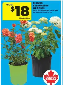 Real Canadian Superstore SHRUBS, EVERGREENS OR ROSES, 2 GALLON offer