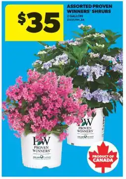 Real Canadian Superstore ASSORTED PROVEN WINNERS SHRUBS, 2 GALLON offer