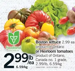 Fortinos Boston lettuce or Heirloom tomatoes offer