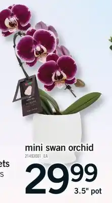 Fortinos MINI SWAN ORCHID, 3.5 POT offer