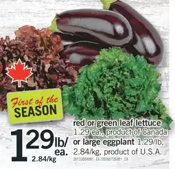Fortinos RED OR GREEN LEAF LETTUCE 1.29 EA., OR LARGE EGGPLANT 1.29/LB offer
