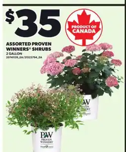 Loblaws ASSORTED PROVEN WINNERS SHRUBS, 2 GALLON offer