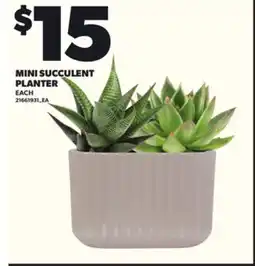 Loblaws MINI SUCCULENT PLANTER offer