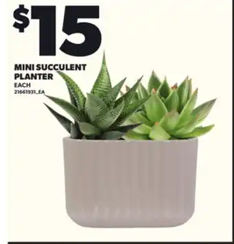 Loblaws MINI SUCCULENT PLANTER offer
