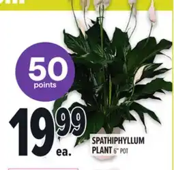 Metro SPATHIPHYLLUM PLANT offer