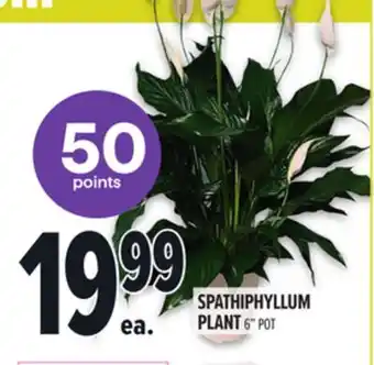 Metro SPATHIPHYLLUM PLANT offer