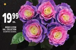 Metro ROSES 5 STEM GAL. COLLECTION offer