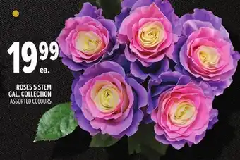 Metro ROSES 5 STEM GAL. COLLECTION offer