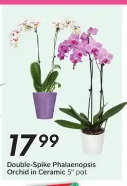 Sobeys Double-Spike Phalaenopsis Orchid in Ceramic offer