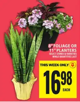 Food Basics 8 FOLIAGE OR 11 PLANTERS offer